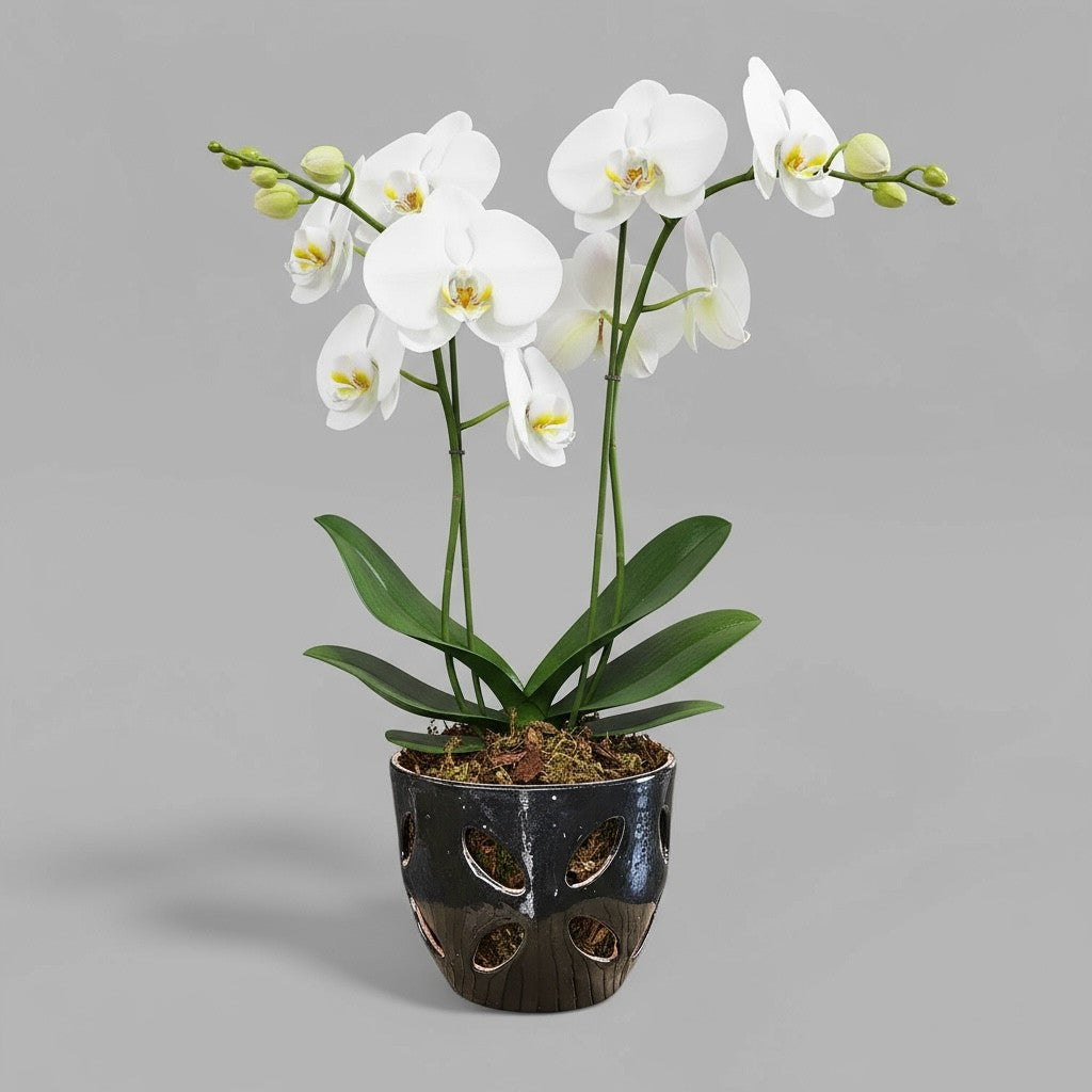 VTC-ORC-P2 - Pot à orchidées Malu