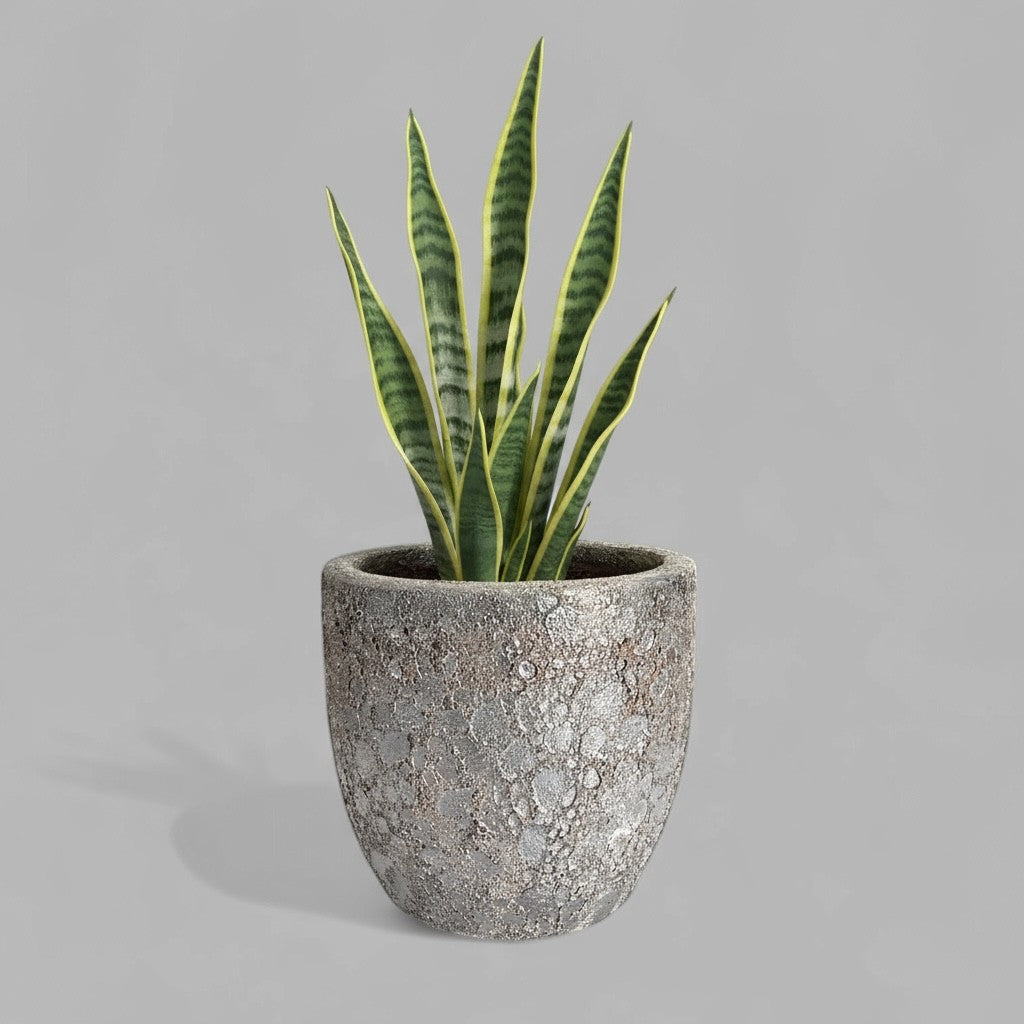 VT-ORC-P5 - Pot Nohea