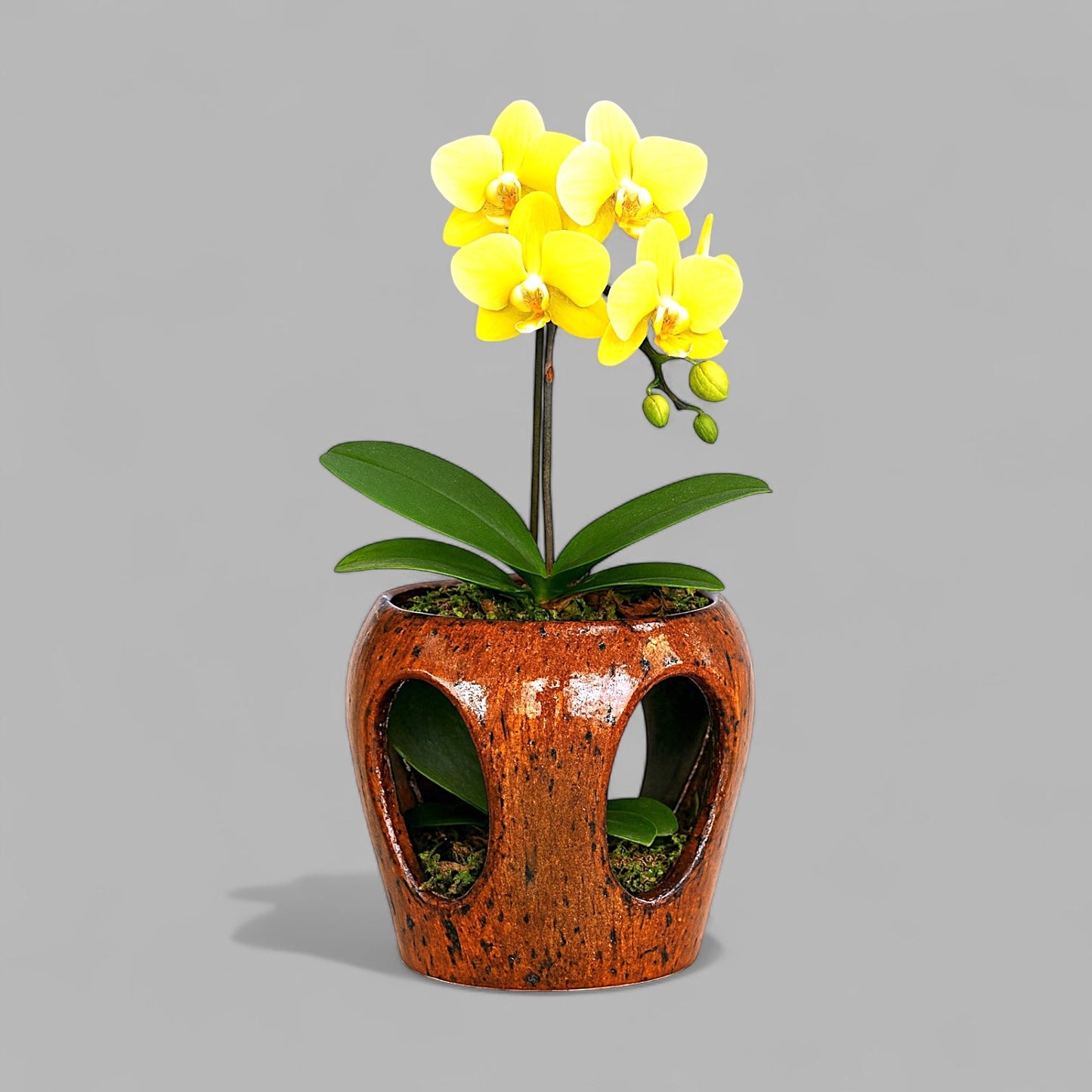 VT-ORC-P10 - Pot à orchidées Makaha