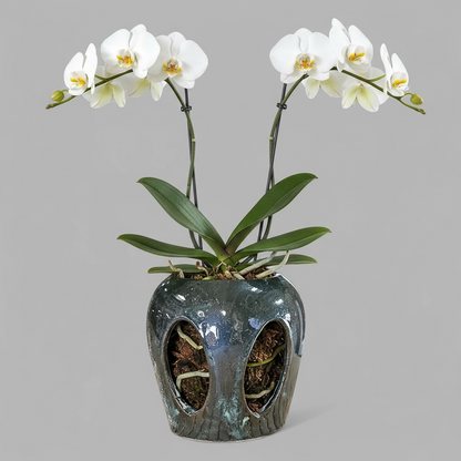 VT-ORC-P10 - Pot à orchidées Makaha