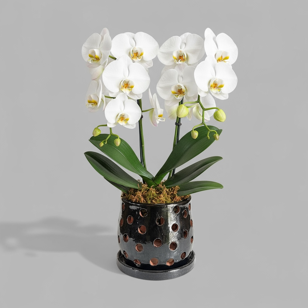 VT-ORC-P8 - Pot à orchidées Lani