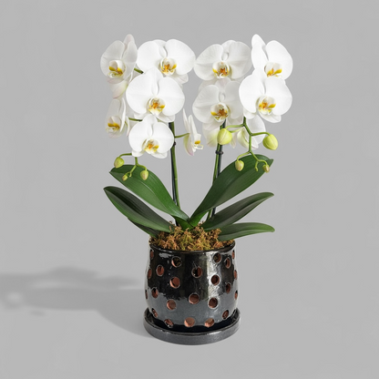 VT-ORC-P8 - Pot à orchidées Lani