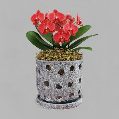 VT-ORC-P8 - Pot à orchidées Lani