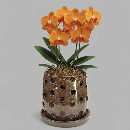 VT-ORC-P8 - Pot à orchidées Lani