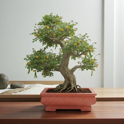 VTA101 - Jardinière à bonsaï rectangulaire