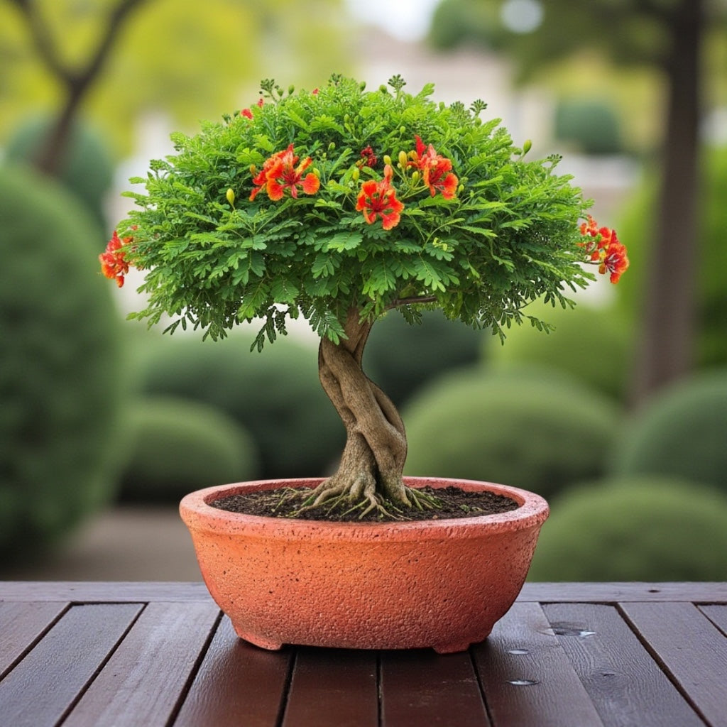 VTA1112 - Jardinière ovale pour bonsaï