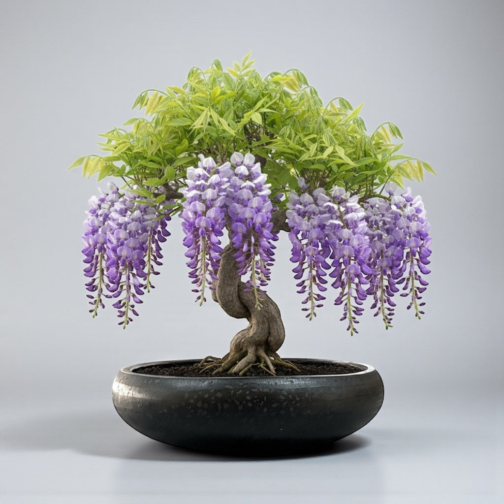 VT125ABCD - JARDINIER EN TERRAZZO CALABASH