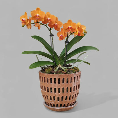 VT-ORC-P4 - Pot à orchidées Liko