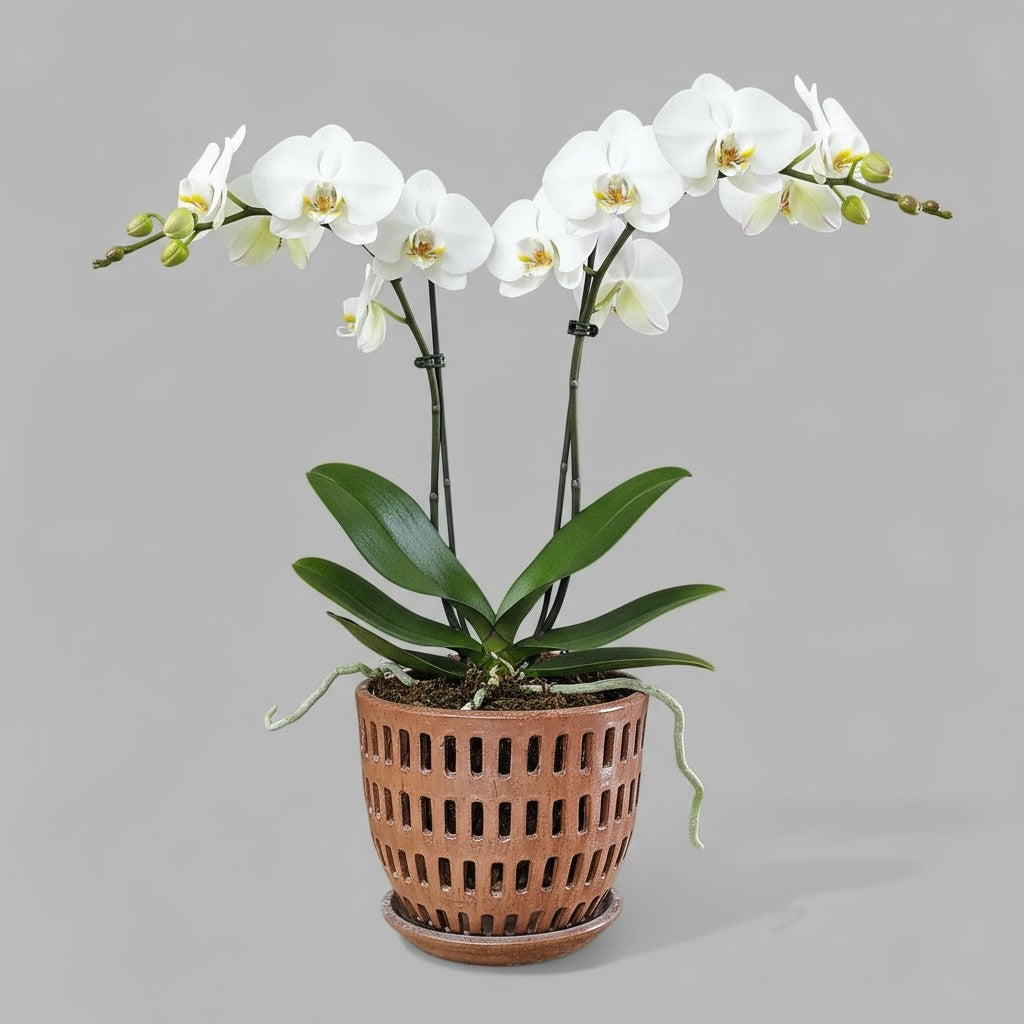 VT-ORC-P4 - Pot à orchidées Liko