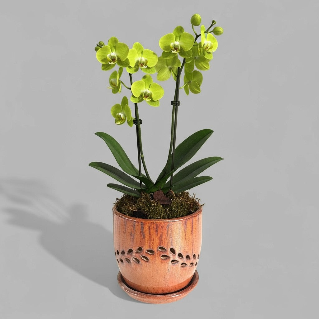 VTC-ORC-P3 - Pot à orchidées Lau