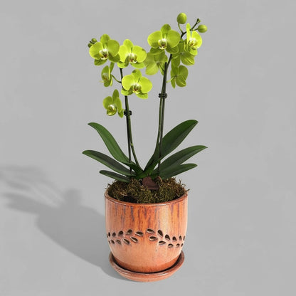 VTC-ORC-P3 - Pot à orchidées Lau