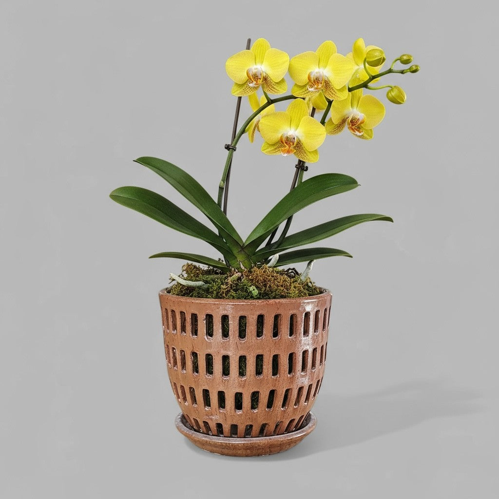 VT-ORC-P4 - Pot à orchidées Liko