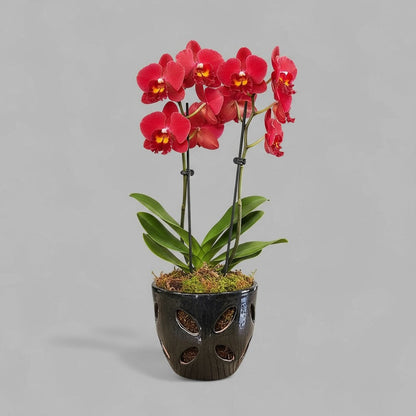 VTC-ORC-P2 - Pot à orchidées Malu