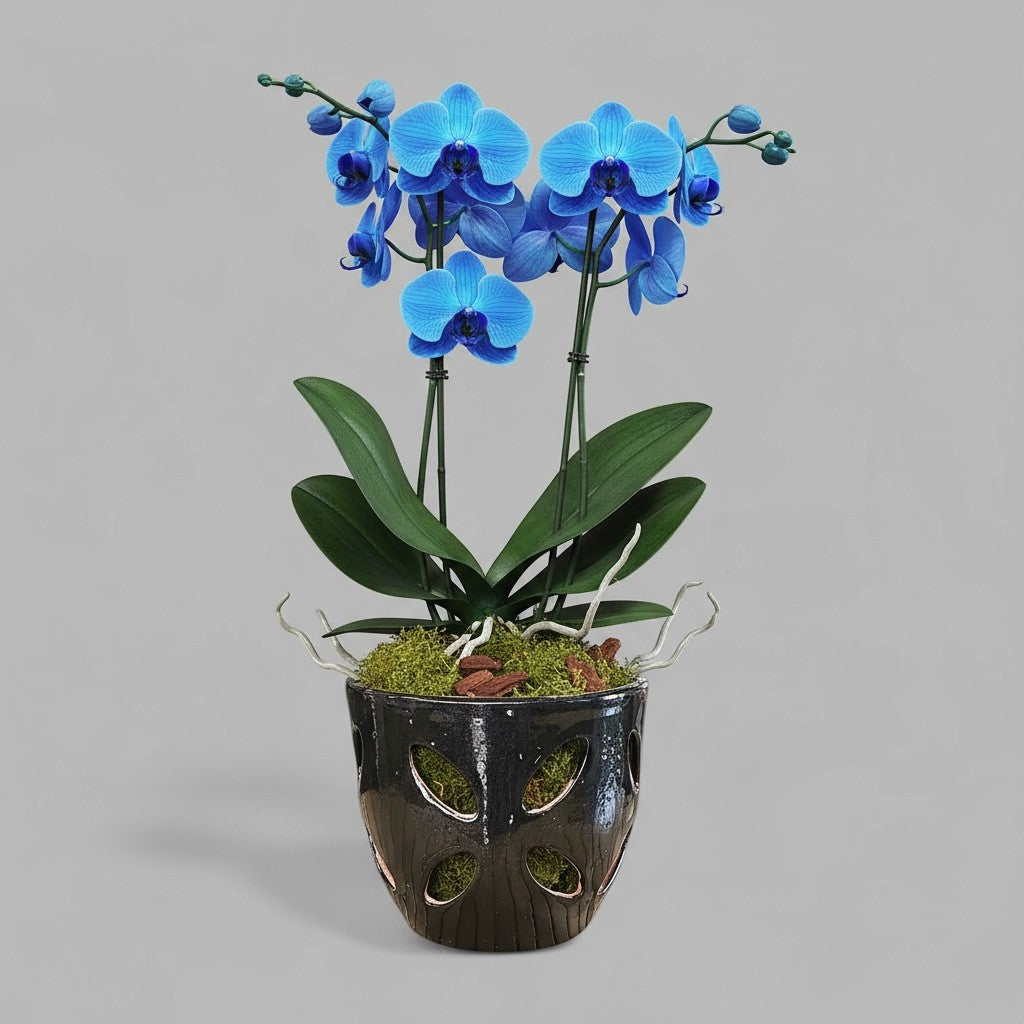 VTC-ORC-P2 - Pot à orchidées Malu