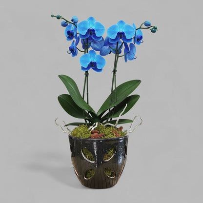 VTC-ORC-P2 - Pot à orchidées Malu