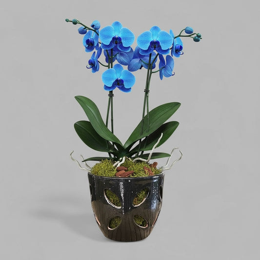 VTC-ORC-P2 - Pot à orchidées Malu