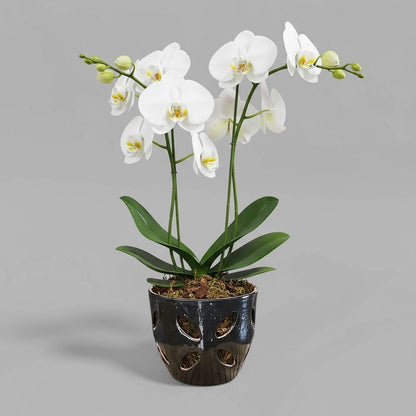 VTC-ORC-P2 - Pot à orchidées Malu