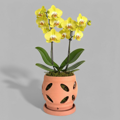 VT-ORC-P6 - Pot à orchidées Nani