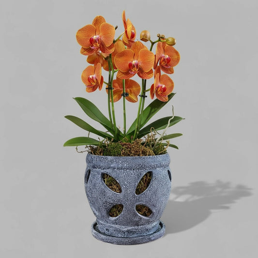 VT-ORC-P6 - Pot à orchidées Nani