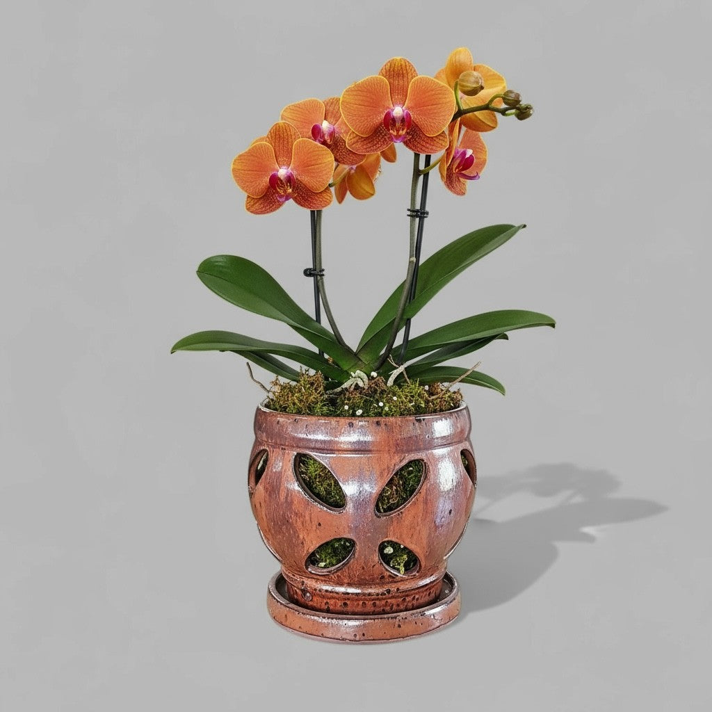 VT-ORC-P6 - Pot à orchidées Nani