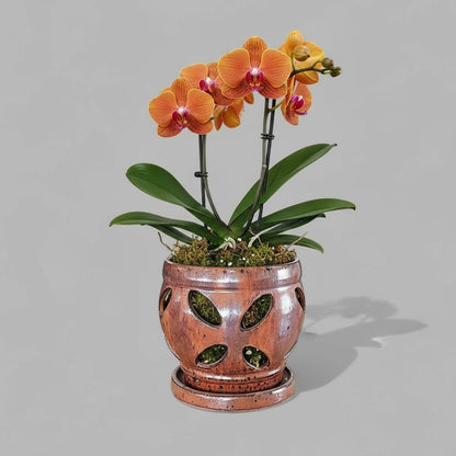 VT-ORC-P6 - Pot à orchidées Nani