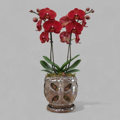 VT-ORC-P6 - Pot à orchidées Nani