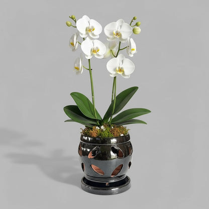 VT-ORC-P6 - Pot à orchidées Nani