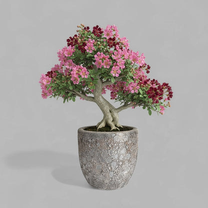 VT-ORC-P5 - Pot Nohea