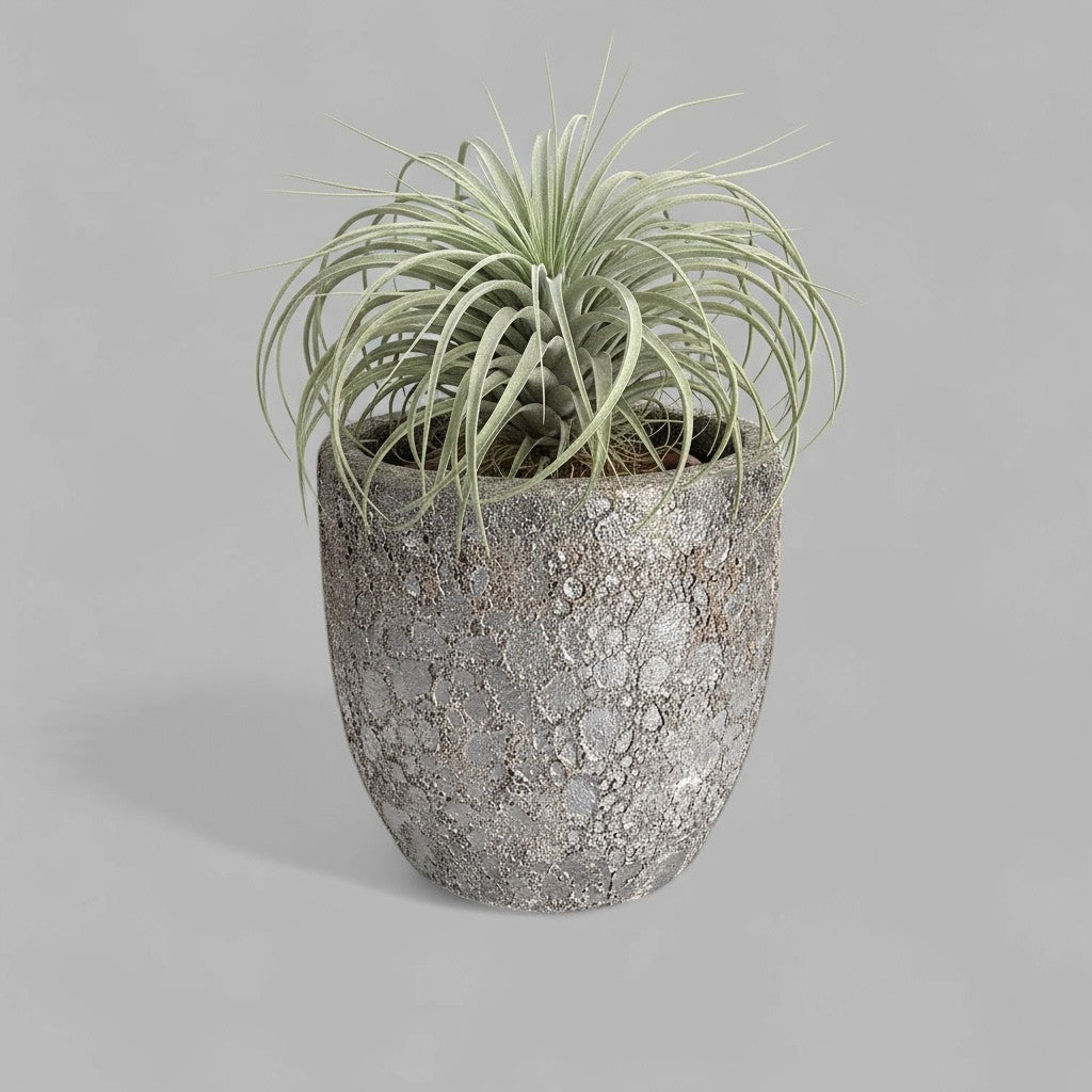 VT-ORC-P5 - Pot Nohea