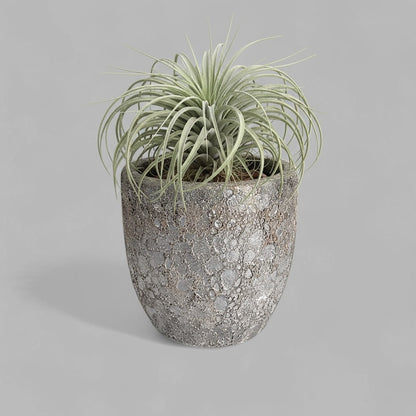 VT-ORC-P5 - Pot Nohea