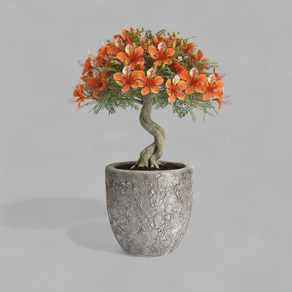 VT-ORC-P5 - Pot Nohea