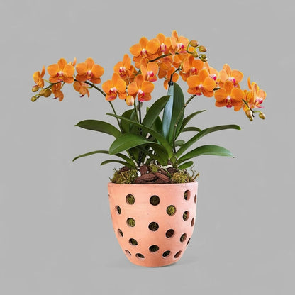 VT-ORC-P1 - Pot à orchidées Ulu