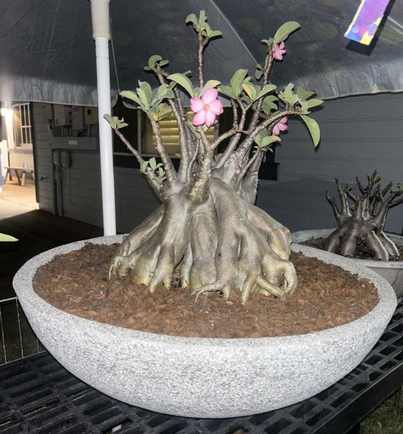 VT92ABCD - POT DE FLEURS EN FORME DE BOL