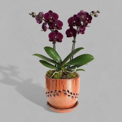 VTC-ORC-P3 - Pot à orchidées Lau